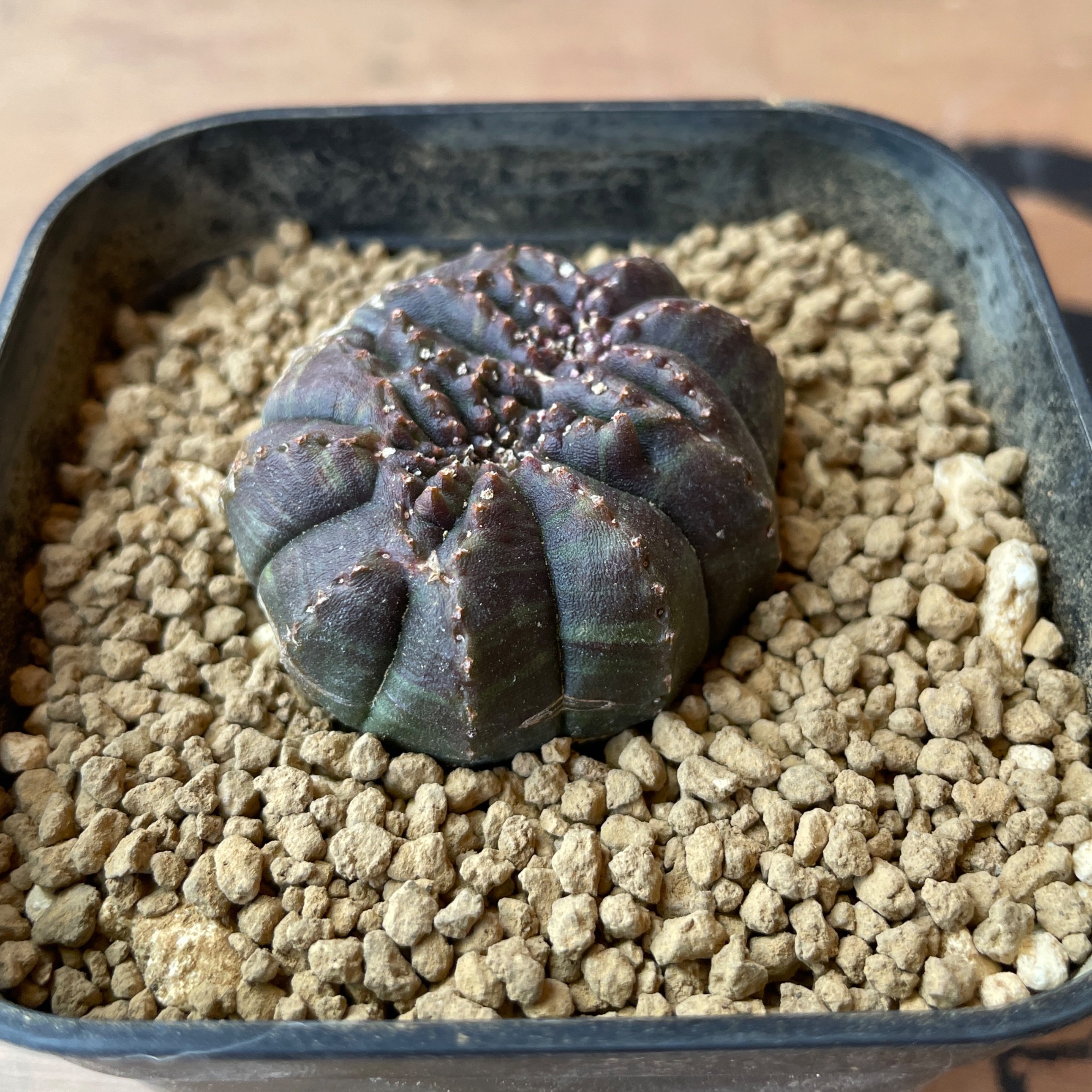 No.058 ユーフォルビア オベサ / Euphorbia Obesa モンスト 綴化 4.