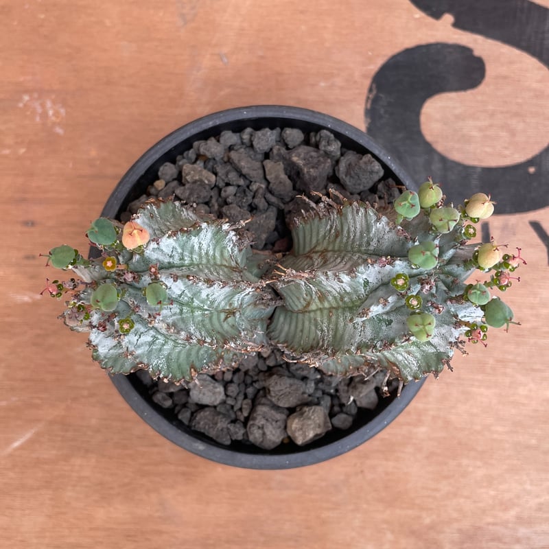 ☆宇田ゼブラホリダ☆白衣ホリダ ホリダ 幅9.8cm オベサ