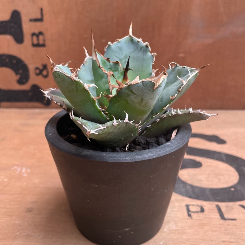 No.002 アガベ チタノタ “白鯨” / Agave Titanota White Wha