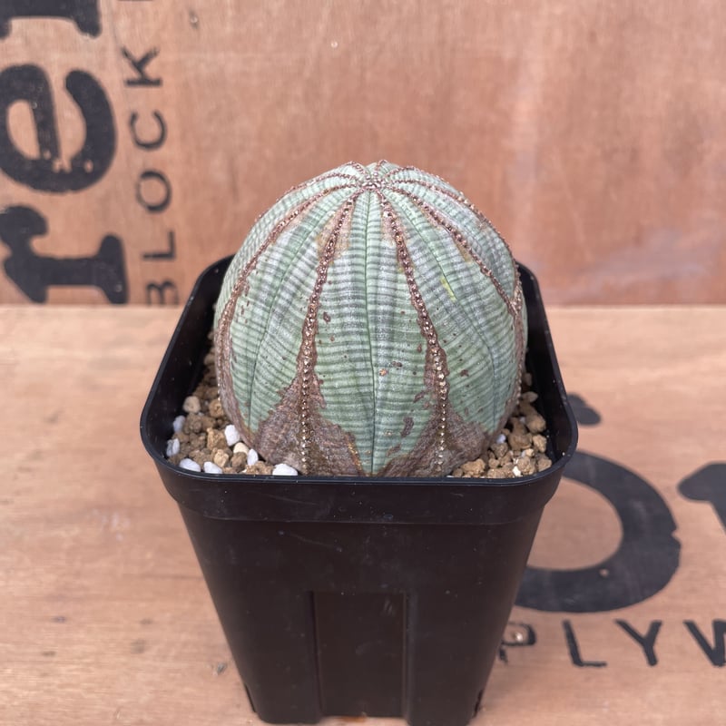 No.016 ユーフォルビア オベサ / Euphorbia Obesa 木質化 美形