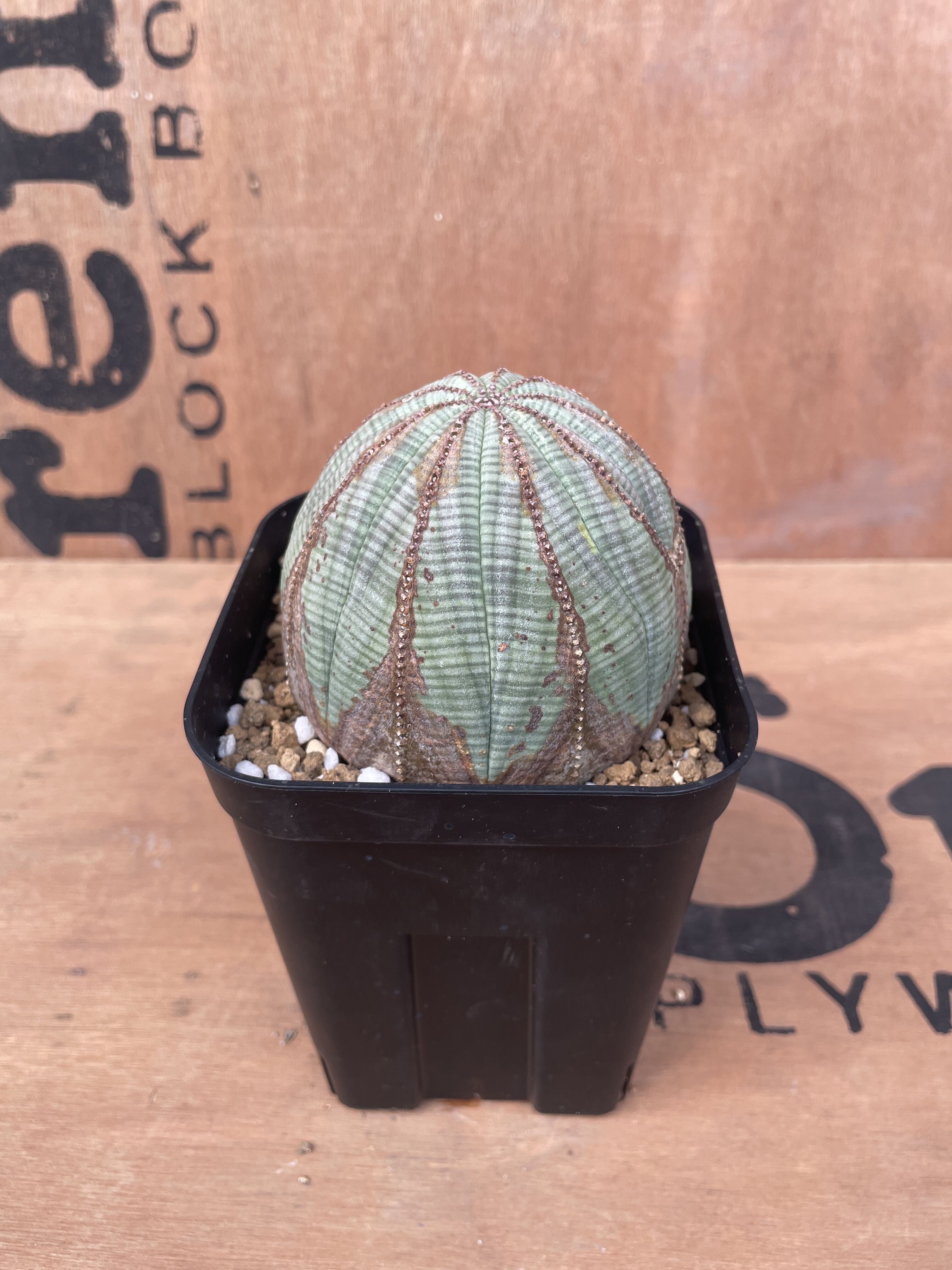 No.016 ユーフォルビア オベサ / Euphorbia Obesa 木質化 美形 美白