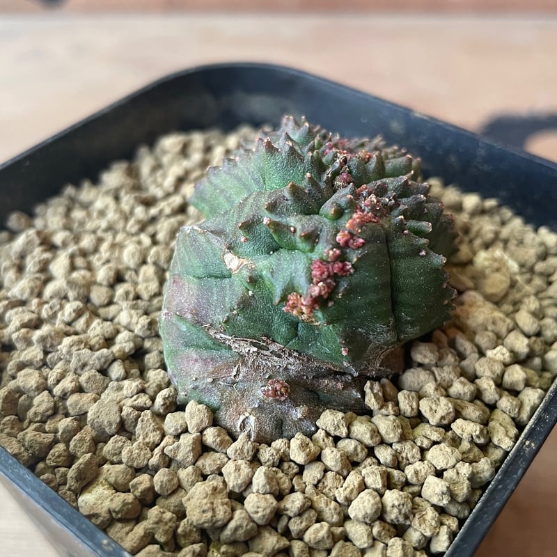 No.062 ユーフォルビア オベサ / Euphorbia Obesa モンスト 綴化 4.