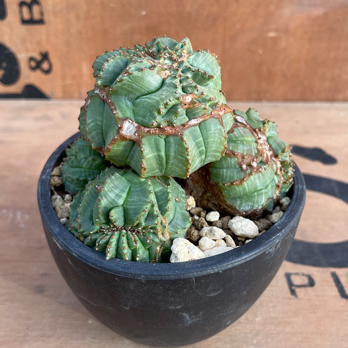 No.070 ユーフォルビア オベサ / Euphorbia Obesa モンスト 綴化 子吹