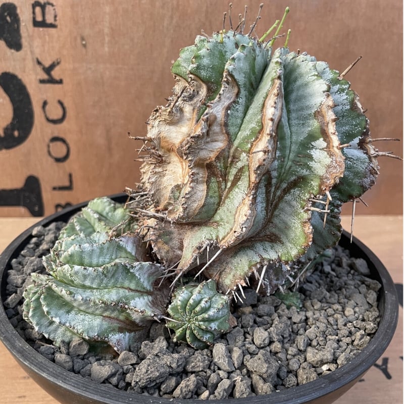 オールドオベサ:ユーフォルビア【発根株】大株木質化ホリダバリダ多肉植物 No.023 ユーフォルビア ホリダ / Euphorbia Horrida 木質化 群生