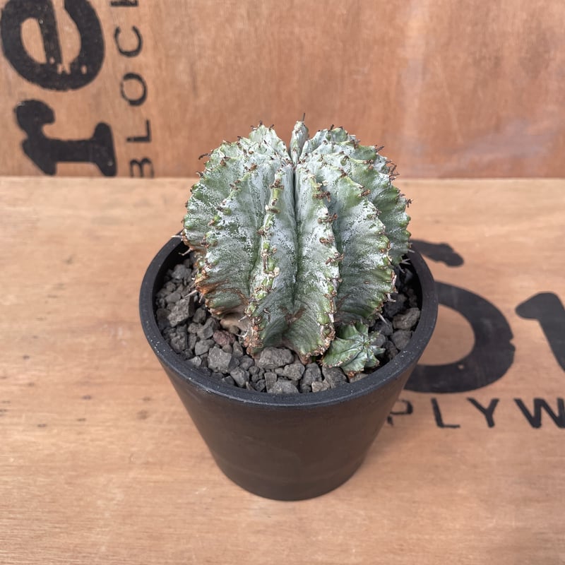 ホリダ　確認用 No.021 ユーフォルビア ホリダ / Euphorbia Horrida 