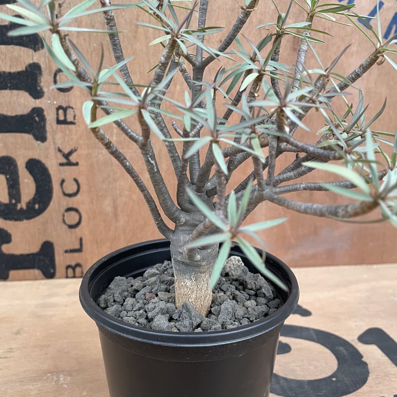 No.001 ユーフォルビア バルサミフェラ / Euphorbia Balsamifera No.001 ユーフォルビア バルサミフェラ / Euphorbia Balsamifera