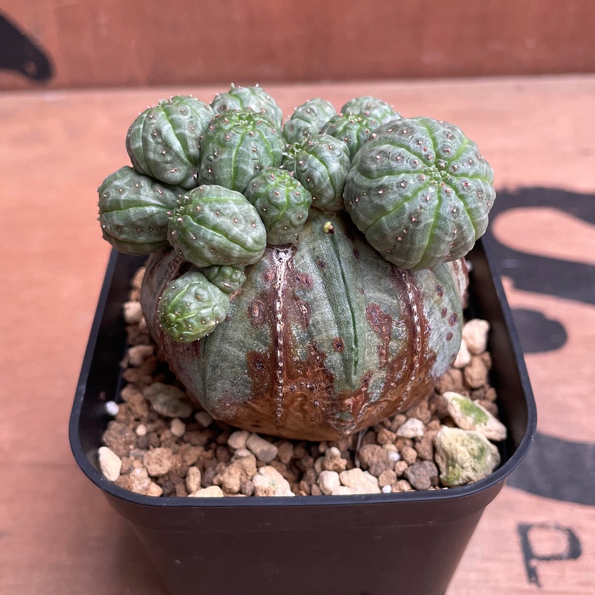 No.050 ユーフォルビア オベサ / Euphorbia Obesa 成長点潰れ&子吹き