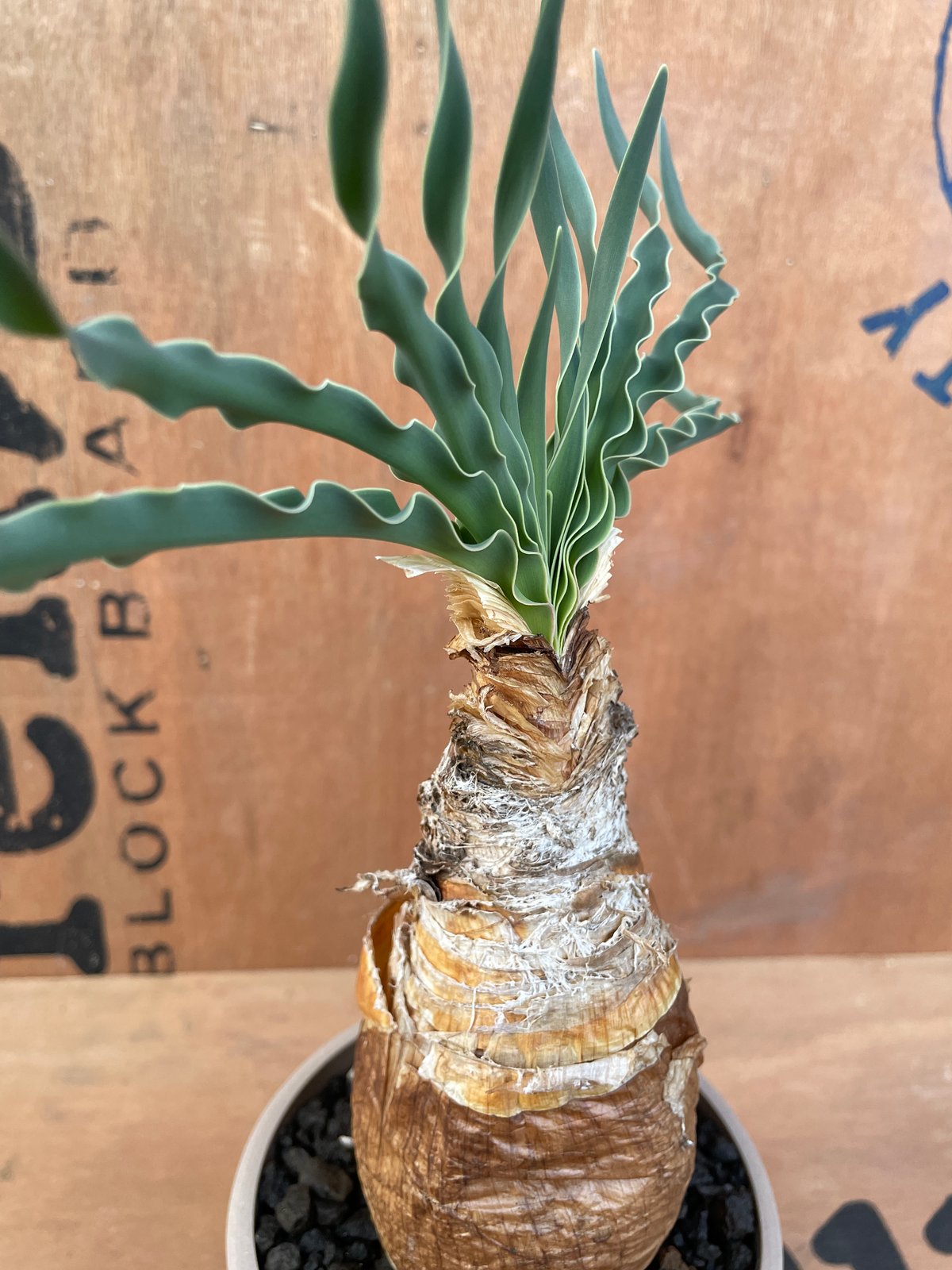 No.001 ブーファン ハエマンソイデス / Boophane Haemanthoides