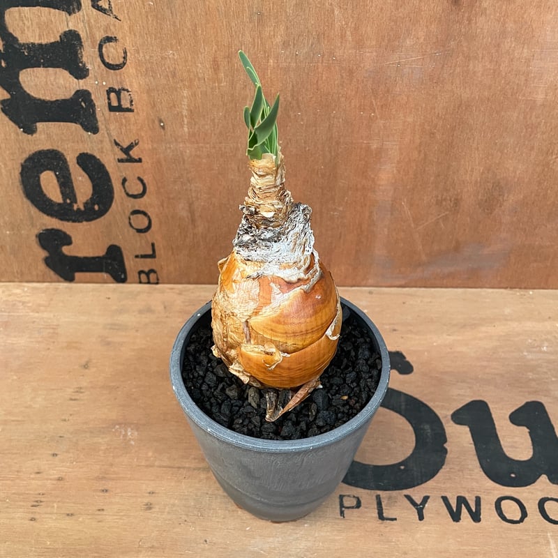 No.002 ブーファン ハエマンソイデス / Boophane Haemanthoides