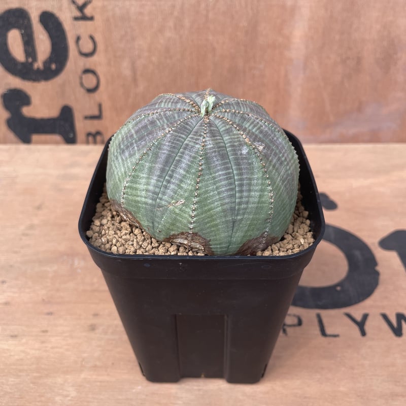 木質化 Euphorbia Obesa ユーフォルビア オベサ 白化木質化】Euphorbia Obesa ユーフォルビア オベサ 木質化