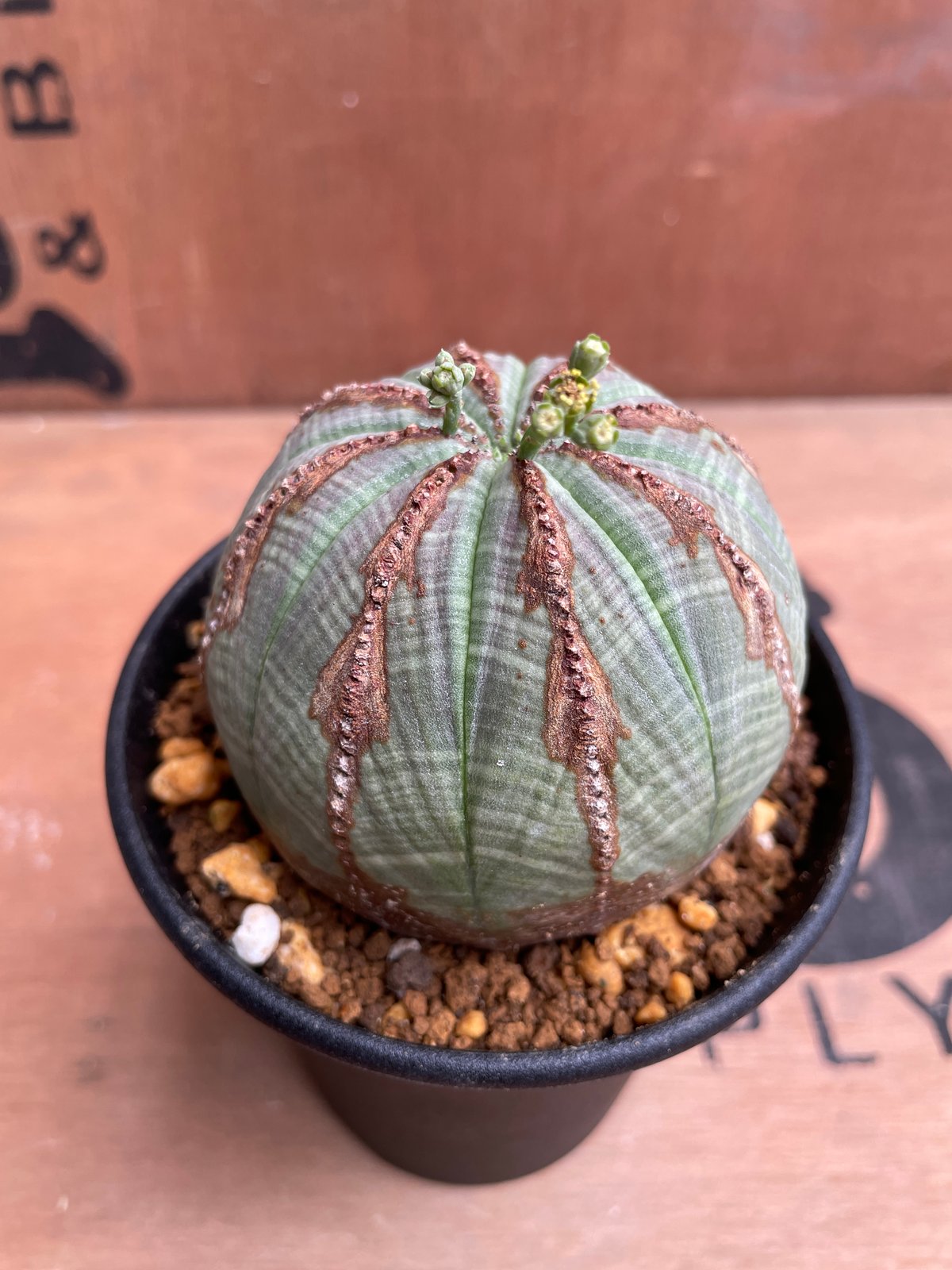 No.040 ユーフォルビア オベサ / Euphorbia Obesa 美株 Φ7.3 x