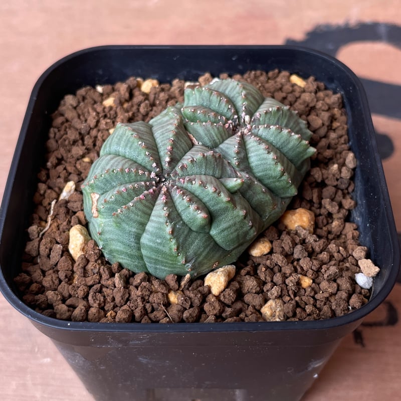 No.067 ユーフォルビア オベサ / Euphorbia Obesa モンスト 綴化 5.