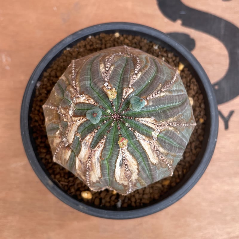 No.038 ユーフォルビア オベサ / Euphorbia Obesa 木質化 傷あり ♀