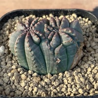 No.061 ユーフォルビア オベサ / Euphorbia Obesa モンスト 綴化 5.