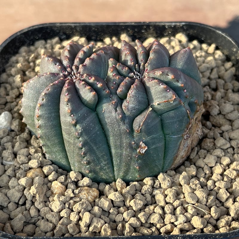 No.056 ユーフォルビア オベサ / Euphorbia Obesa モンスト 綴化 5