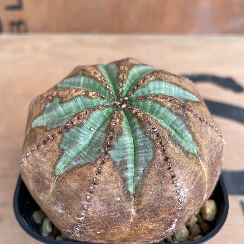 No.063 ユーフォルビア オベサ / Euphorbia Obesa 木質化 φ7.5 x