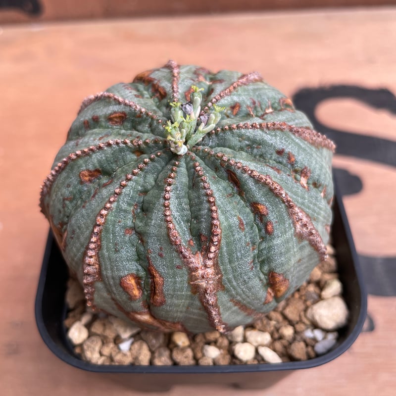No.044 ユーフォルビア オベサ / Euphorbia Obesa 木質化 Φ6.5 x