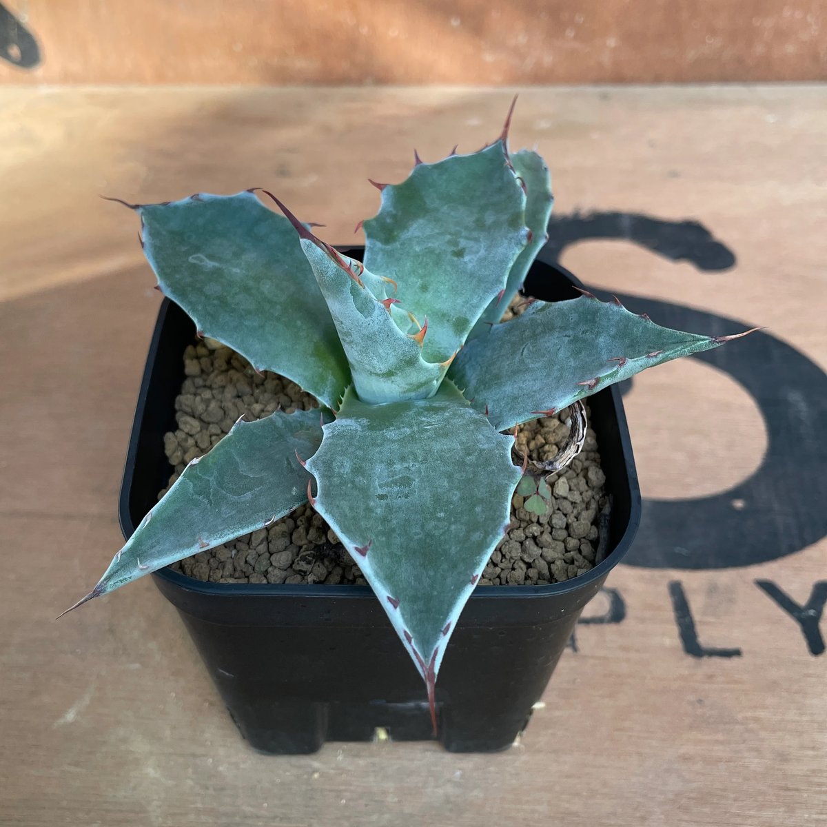 No.001 アガベ パラサナ ハイブリッド / Agave Parrasana Hybrid