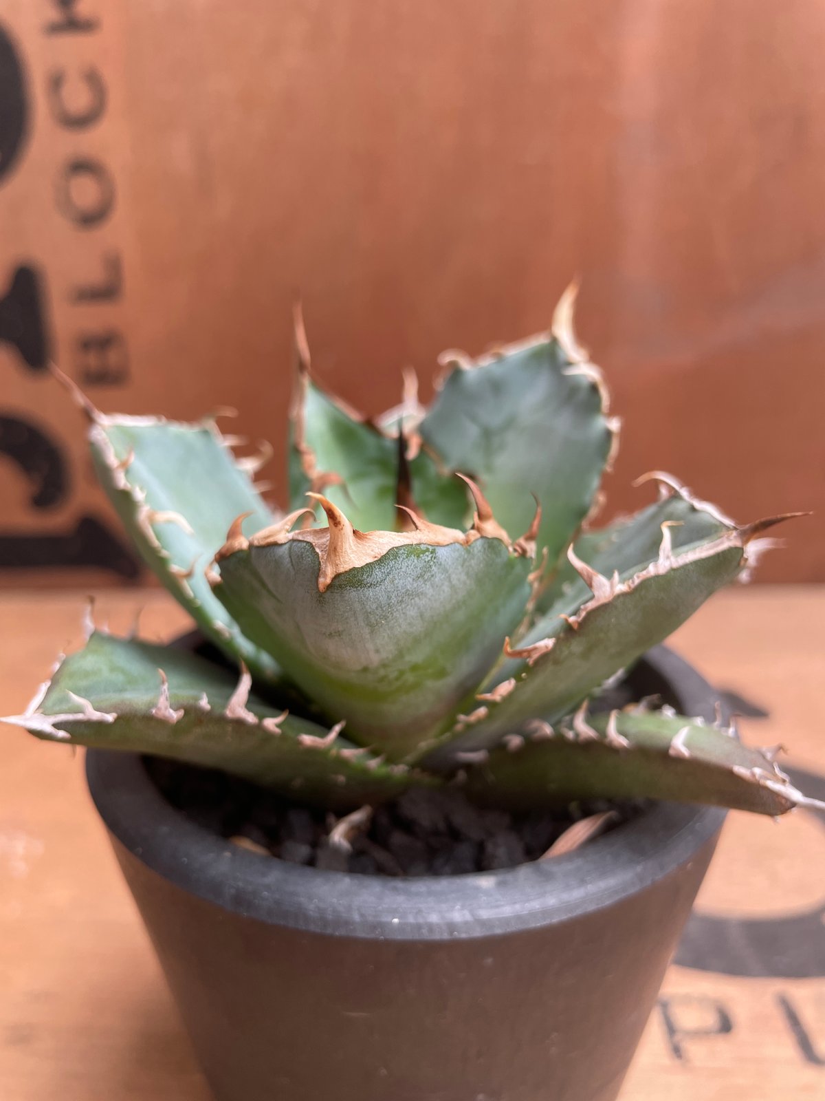 No.002 アガベ チタノタ “白鯨” / Agave Titanota White Wha