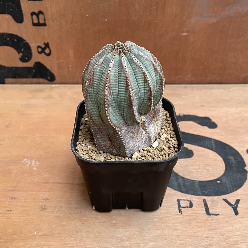 激レア 希少 多頭 選抜 ユーフォルビア オベサ Euphorbia obesa 超希少 綴化 ユーフォルビア オベサ Euphorbia obesa 良形 選抜