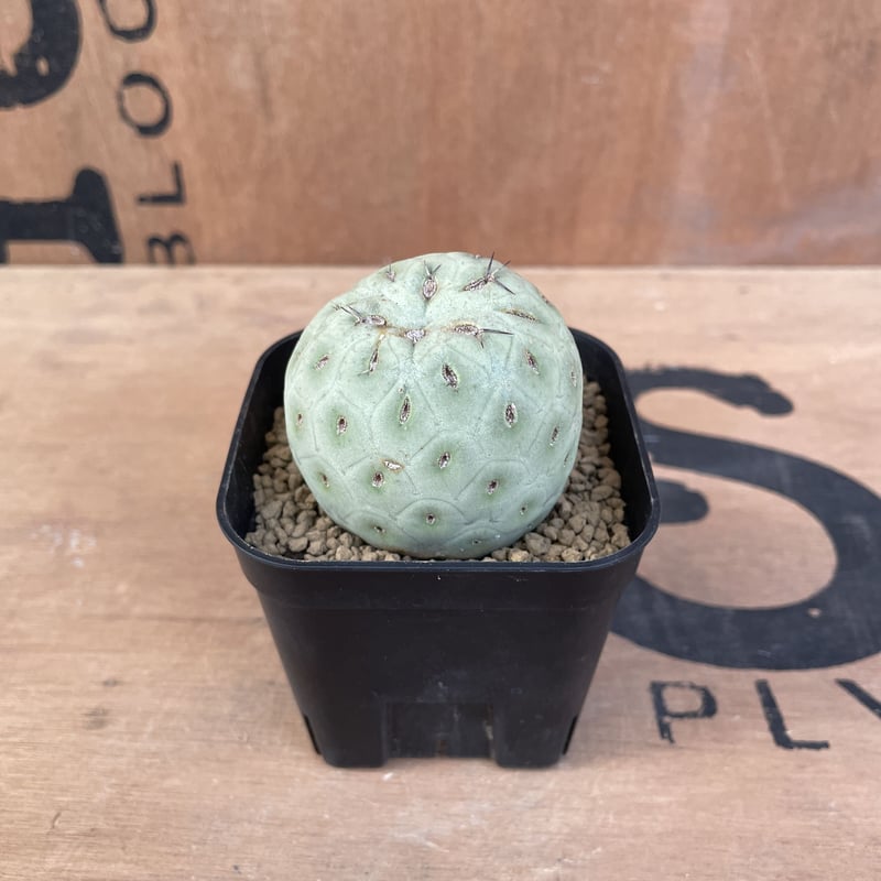 No.004 テフロカクタス ゲオメトリクス / Tephrocactus geometric