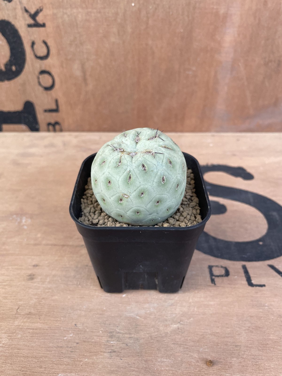 No.004 テフロカクタス ゲオメトリクス / Tephrocactus geometric