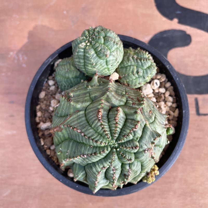 No.069 ユーフォルビア オベサ / Euphorbia Obesa 9.5 x 4 cm