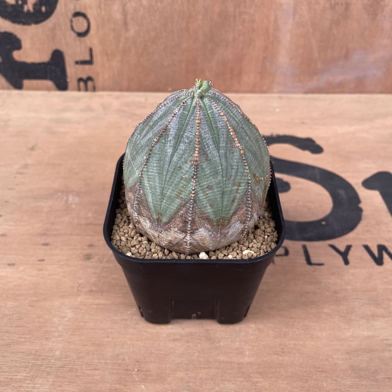 No.015 ユーフォルビア オベサ / Euphorbia Obesa 木質化 美形 中株