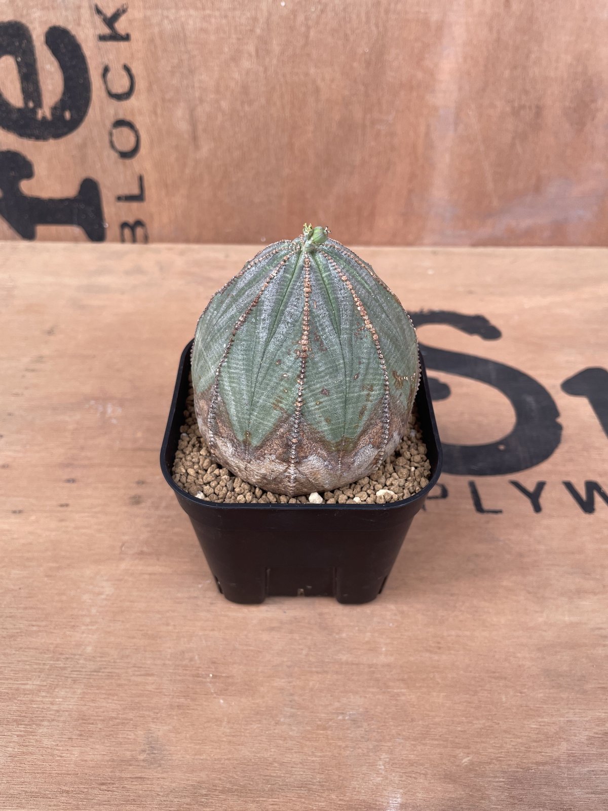 No.015 ユーフォルビア オベサ / Euphorbia Obesa 木質化 美形 中株