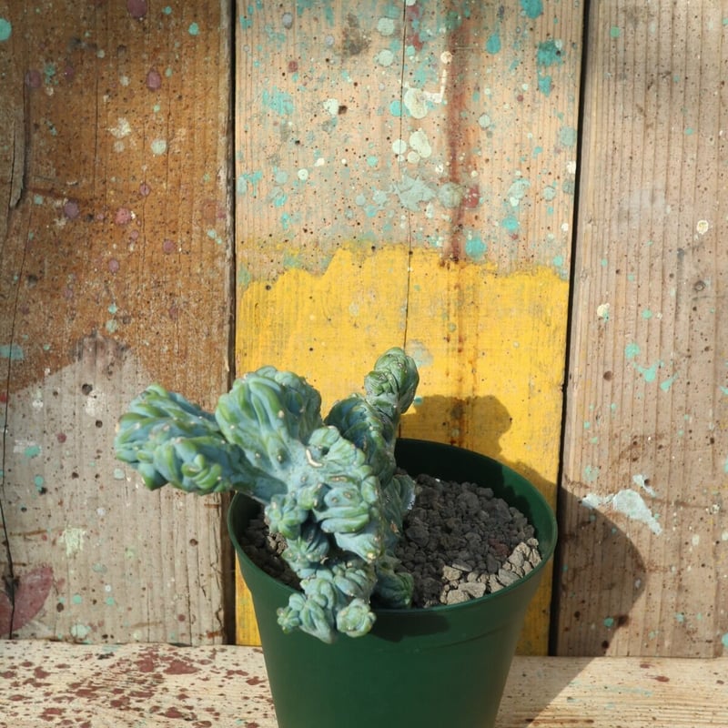 No.002 竜神木綴化 / Myrchillocactus W23 x H15cm | No