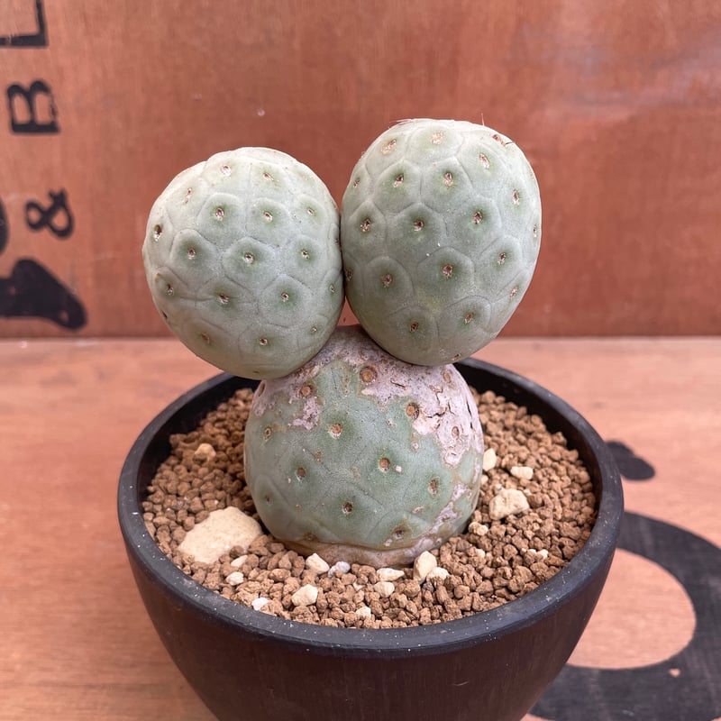 プテロカクタス、テロケファラフルセット＋テフロカクタス２０種おまけ 楽天市場】観葉植物/[ザ・ファームセレクト]サボテン：テフロカクタス