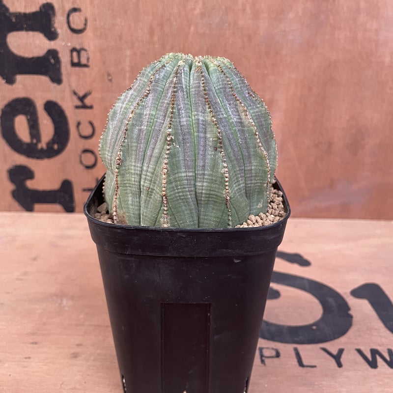 古木 巨大 ユーフォルビア オベサ Euphorbia obesa レア 選抜株 古木 巨大 ユーフォルビア オベサ Euphorbia obesa レア 選抜株
