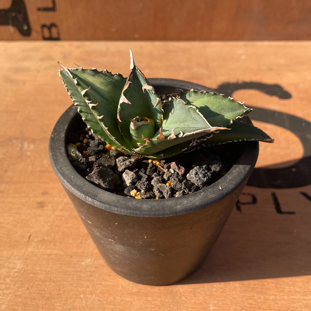 入荷中 アガベチタノタ Seasar 子株 Agave 観葉植物