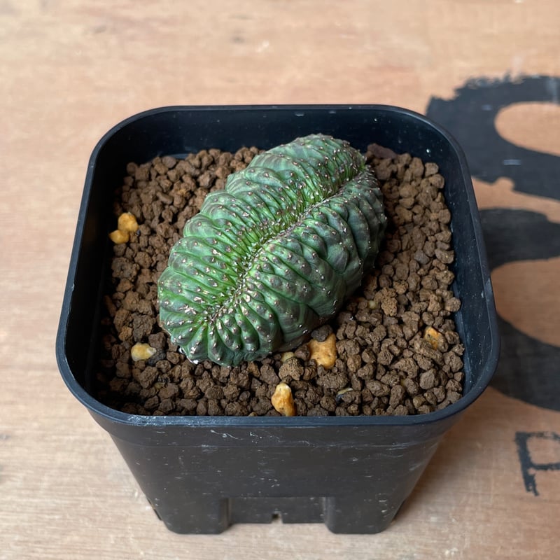 No.066 ユーフォルビア オベサ / Euphorbia Obesa モンスト 綴化 6