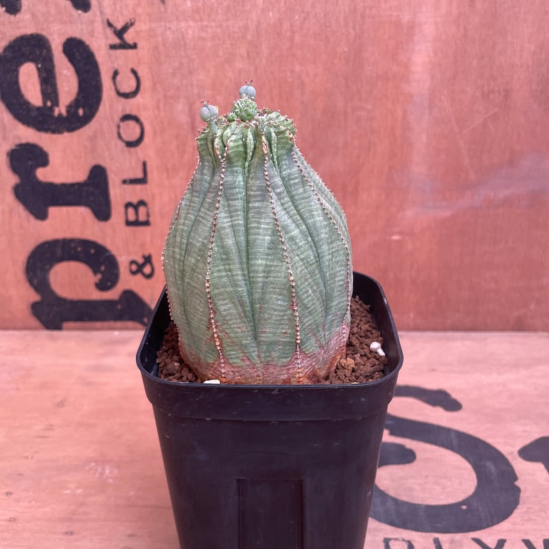 ユーフォルビア　オベサ　大株　瓢箪型　種つき ユーフォルビア オベサ 大株 瓢箪型 【ひょうたん型】 Euphorbia