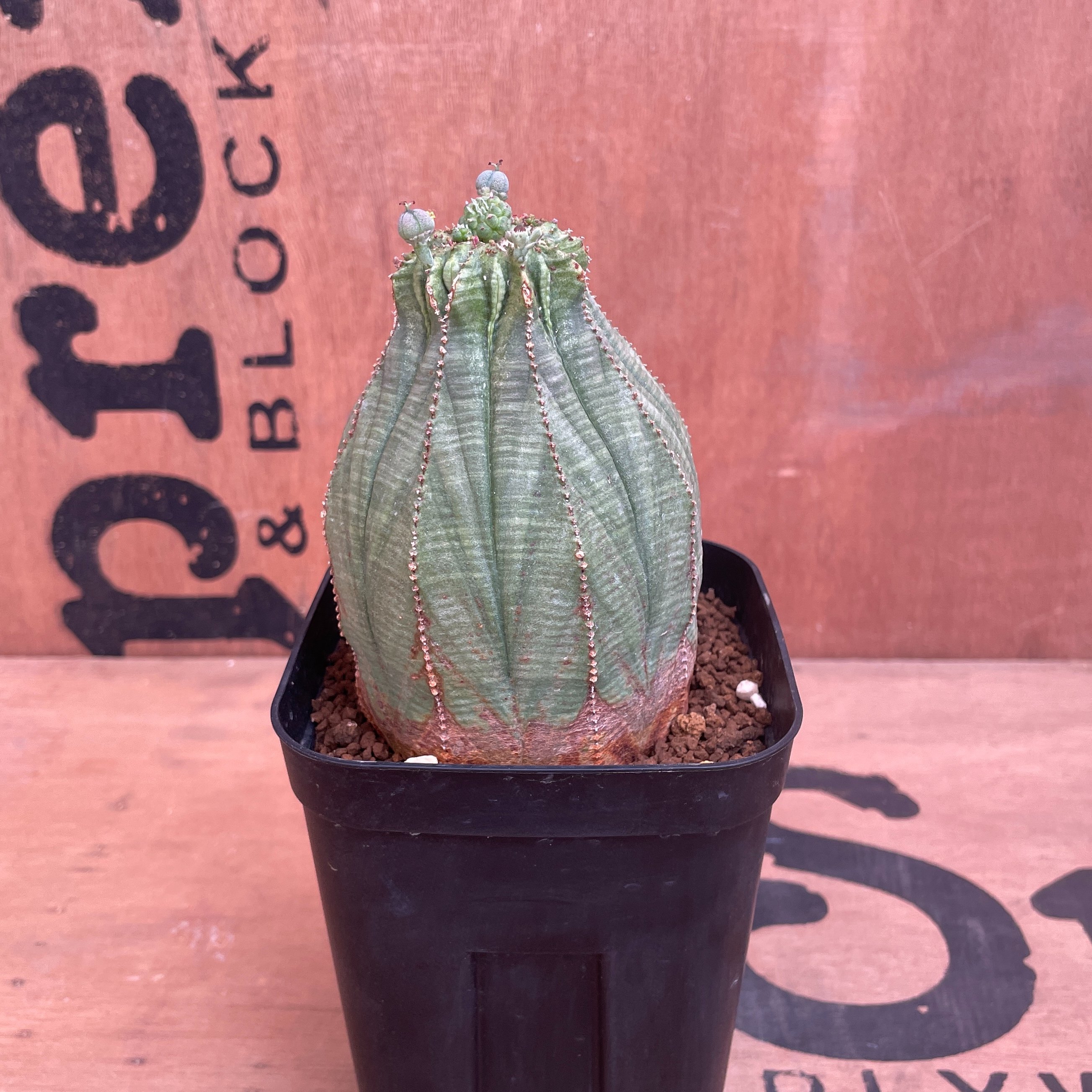 No.035 ユーフォルビア オベサ / Euphorbia Obesa 大株 Φ7 x H9