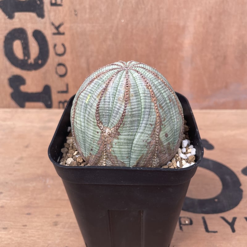 M.KAZU　ユーフォルビア　オベサ　大株　美形 No.016 ユーフォルビア オベサ / Euphorbia Obesa 木質化 美形