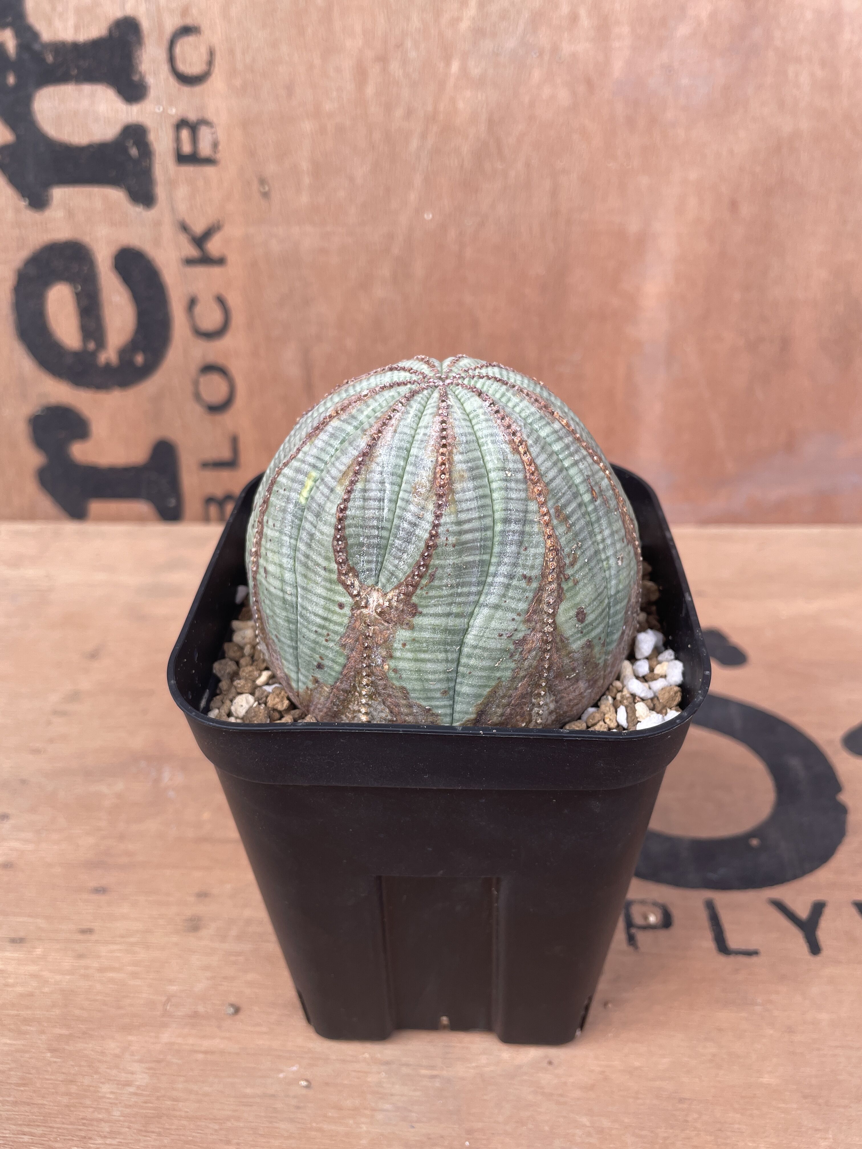 No.016 ユーフォルビア オベサ / Euphorbia Obesa 木質化 美形 美白