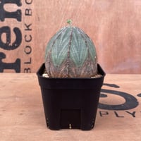 美形 巨大 2株 販売 ユーフォルビア オベサ Euphorbia obesa 大きいサイズ】美形 ユーフォルビア・オベサ - HANS 多肉植物と