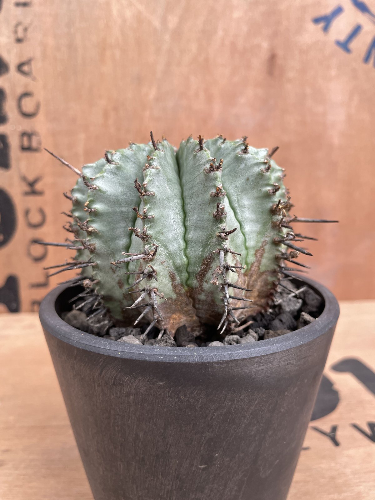 オールドオベサ・アスデキウムリッテリ・白衣ホリダ オールドオベサ・アスデキウムリッテリ・白衣ホリダ Euphorbia