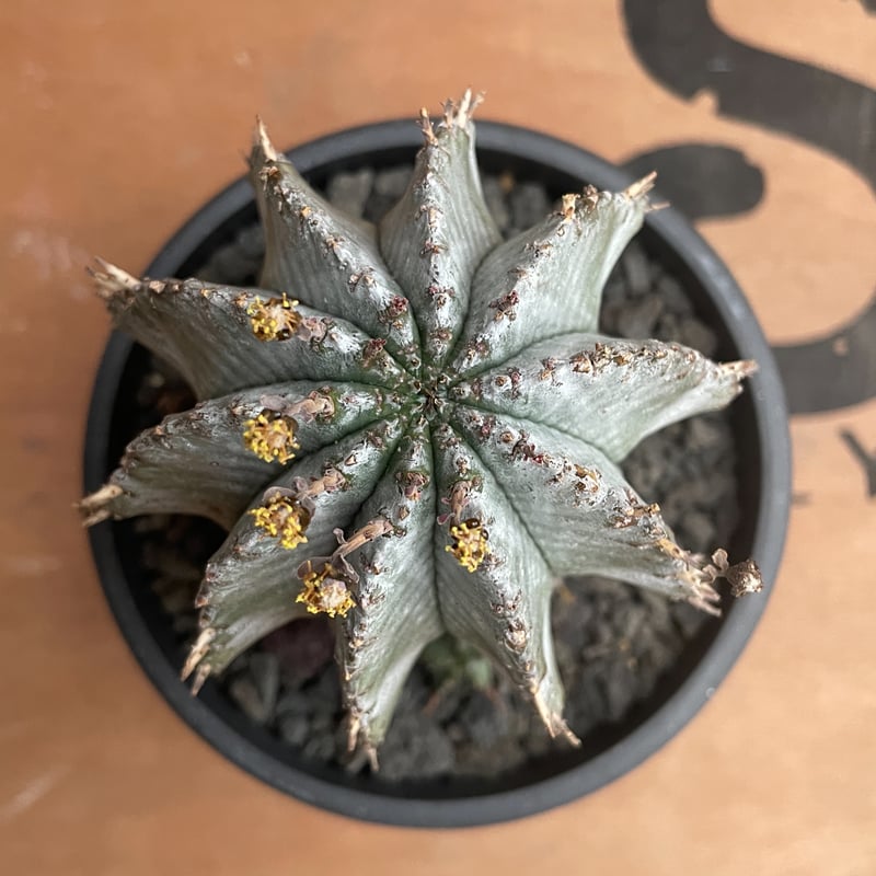 ユーフォルビア　ホリダ　RS202 ① No.027 ユーフォルビア ホリダ / Euphorbia Horrida | NoBird
