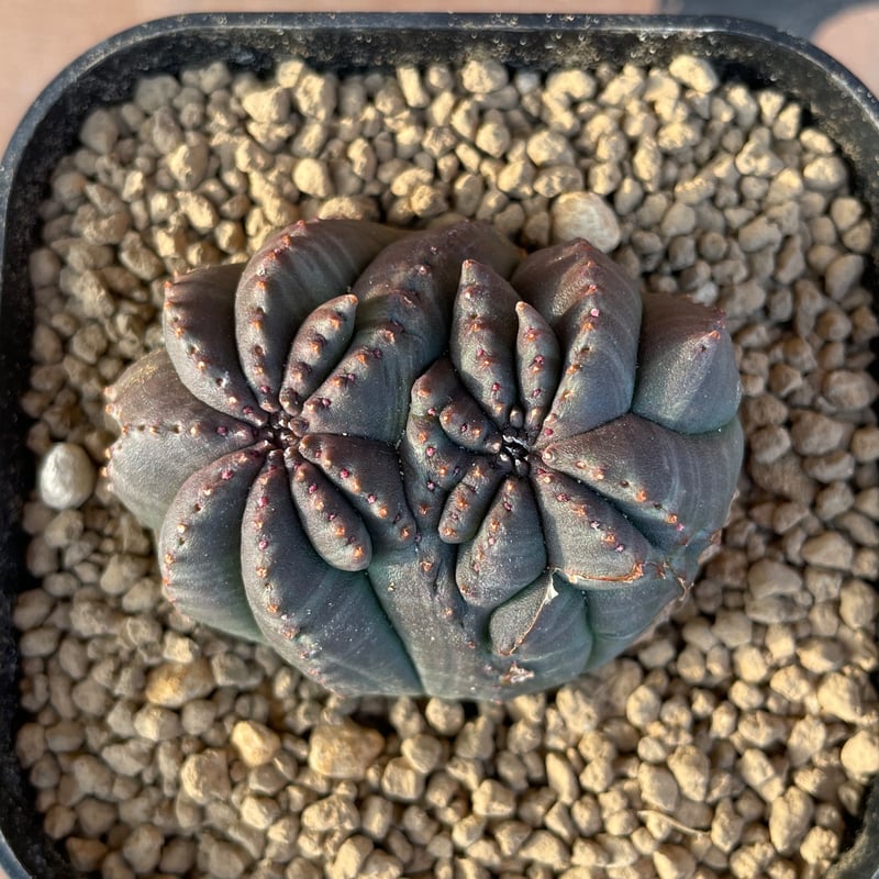 No.056 ユーフォルビア オベサ / Euphorbia Obesa モンスト 綴化 5