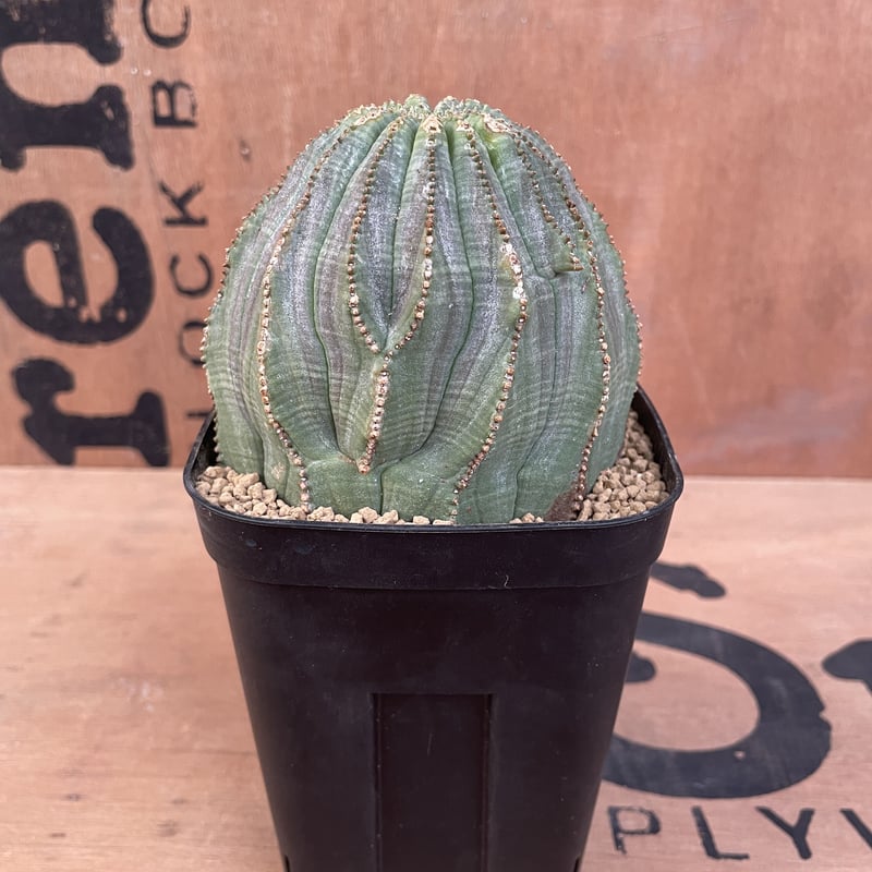 No.019 ユーフォルビア オベサ / Euphorbia Obesa 大株 13稜 Φ9 No.019 ユーフォルビア オベサ / Euphorbia Obesa 大株 13稜 Φ9