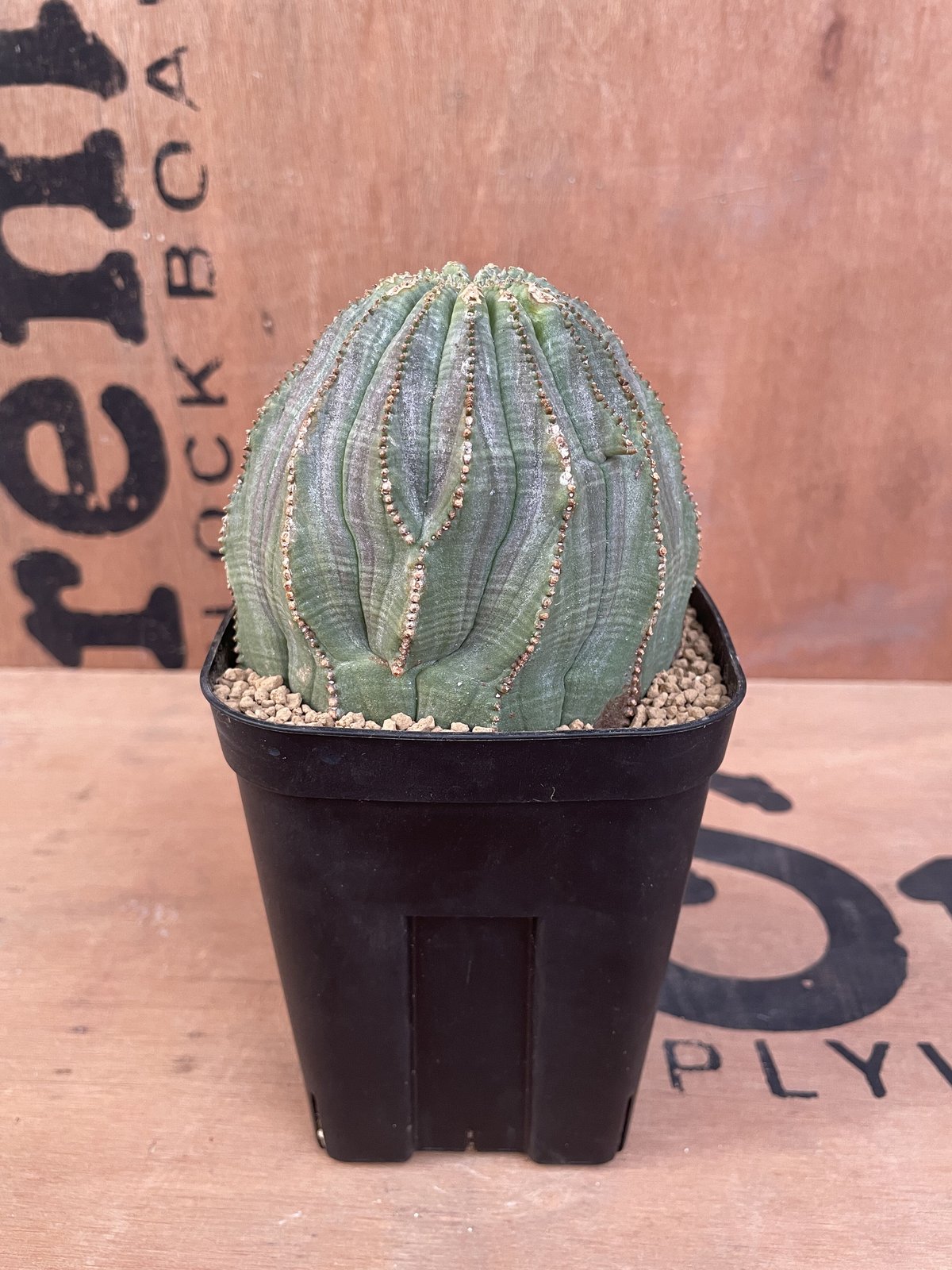 【大株】オベサ ユーフォルビア No.019 ユーフォルビア オベサ / Euphorbia Obesa 大株 13稜 Φ9