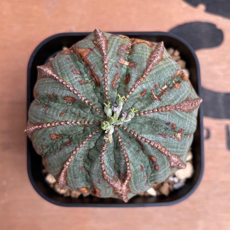 No.044 ユーフォルビア オベサ / Euphorbia Obesa 木質化 Φ6.5 x