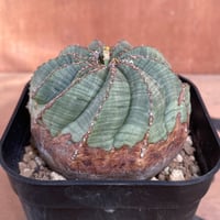 No.001 アガベ パラサナ ハイブリッド / Agave Parrasana Hybrid