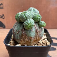 No.063 ユーフォルビア オベサ / Euphorbia Obesa 木質化 φ7.5 x