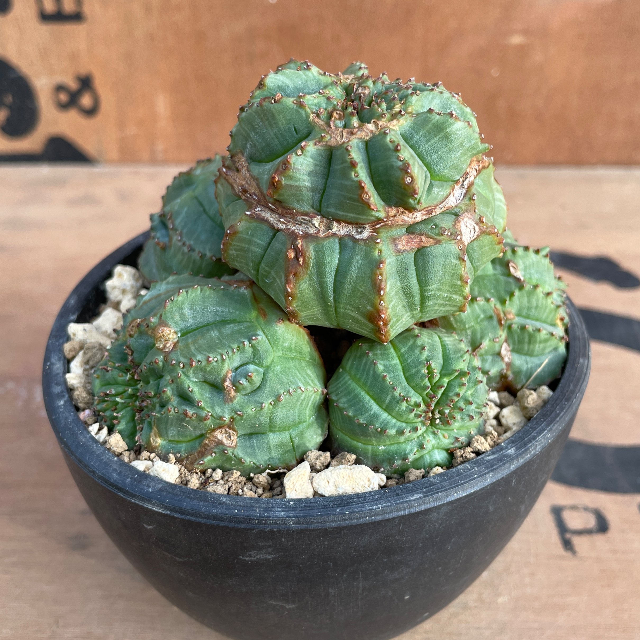 オベサ モンスト 横約7.５センチ No.070 ユーフォルビア オベサ / Euphorbia Obesa モンスト 綴化 子吹