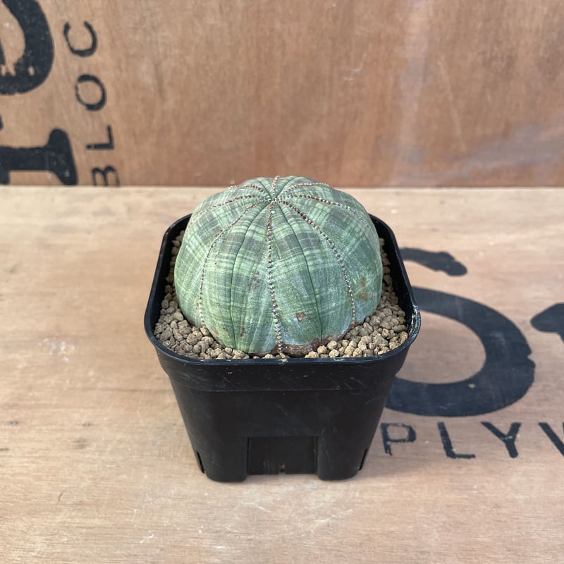 【美株】ユーフォルビア オベサ（ブラック） Euphorbia ※1株限定 大株美模様オベサ】 迫力あり 輸入株 ユーフォルビア・オベサ
