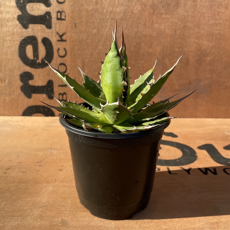 アガベホリダ極上株　Agave horrida No.AHRD018 アガベホリダ極上株 Agave horrida No.AHRD018